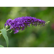 Image result for Buddleja davidii