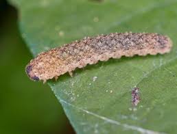 Attēlu rezultāti vaicājumam “Tenthredo mandibularis larva”