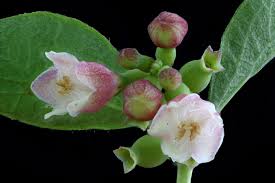 Attēlu rezultāti vaicājumam “Symphoricarpos albus flower”