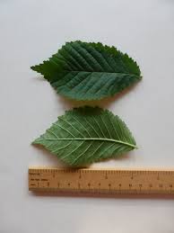 Attēlu rezultāti vaicājumam “Ulmus glabra leaf”