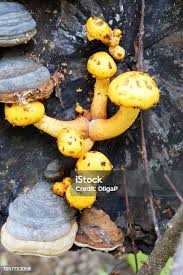 Attēlu rezultāti vaicājumam “Pholiota aurivella”