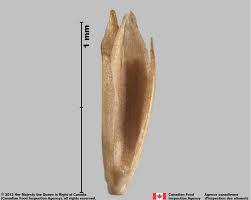 Attēlu rezultāti vaicājumam “Poa pratensis fruit”