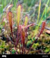 Attēlu rezultāti vaicājumam “Drosera anglica”