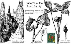 Attēlu rezultāti vaicājumam “Araceae”