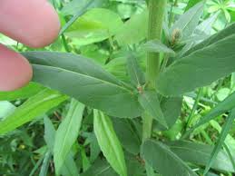 Attēlu rezultāti vaicājumam “Hesperis matronalis leaf”