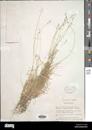 Attēlu rezultāti vaicājumam “Carex loliacea”