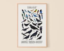 Attēlu rezultāti vaicājumam “Corvidae”