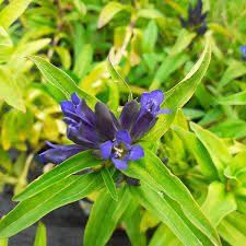Attēlu rezultāti vaicājumam “Gentiana cruciata flower”