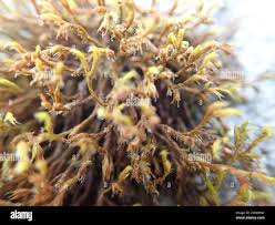 Attēlu rezultāti vaicājumam “Schistidium apocarpum macro”