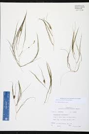 Attēlu rezultāti vaicājumam “Stuckenia pectinata”