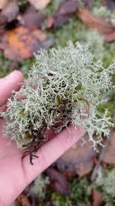 Attēlu rezultāti vaicājumam “Biatoropsis usnearum”