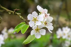 Attēlu rezultāti vaicājumam “Pyrus communis flower”