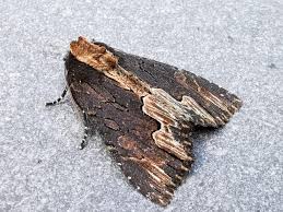 Attēlu rezultāti vaicājumam “Dypterygia scabriuscula”