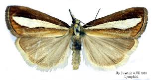 Attēlu rezultāti vaicājumam “Catoptria margaritella”