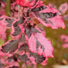 Attēlu rezultāti vaicājumam “Fagus sylvatica fo. purpurea female flower”
