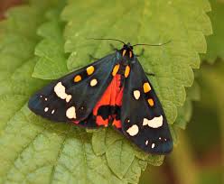 Attēlu rezultāti vaicājumam “Callimorpha dominula imago”