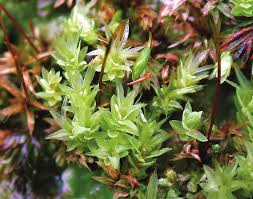 Attēlu rezultāti vaicājumam “Pohlia cruda”