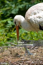 Attēlu rezultāti vaicājumam “Ciconia ciconia nest”