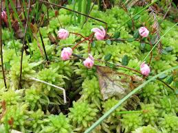 Attēlu rezultāti vaicājumam “Oxycoccus microcarpus leaf”