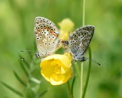 Attēlu rezultāti vaicājumam “Aricia artaxerxes”