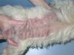 faq-fleaallergydermatitis.jpg