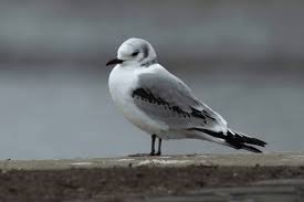 Attēlu rezultāti vaicājumam “Rissa tridactyla”