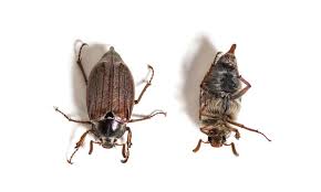 Attēlu rezultāti vaicājumam “Amphimallon solstitiale imago”