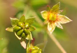 Attēlu rezultāti vaicājumam “Potentilla erecta fruit”