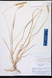 Attēlu rezultāti vaicājumam “Setaria glauca”