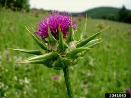 Image result for Silybum marianum