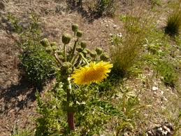 Attēlu rezultāti vaicājumam “Sonchus asper”