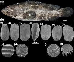 Image result for Epinephelus andersoni
