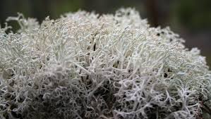 Attēlu rezultāti vaicājumam “Cladonia rangiferina”