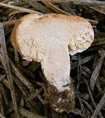 Attēlu rezultāti vaicājumam “Lactarius”