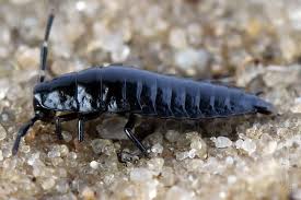 Attēlu rezultāti vaicājumam “Silpha sp.”