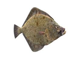 Image result for Pleuronectes platessa