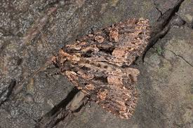 Attēlu rezultāti vaicājumam “Mniotype satura”