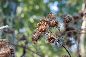 Attēlu rezultāti vaicājumam “Arctium tomentosum fruit”