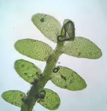 Attēlu rezultāti vaicājumam “Jungermannia hyalina cells”