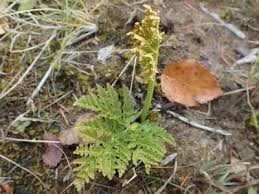 Attēlu rezultāti vaicājumam “Botrychium multifidum”