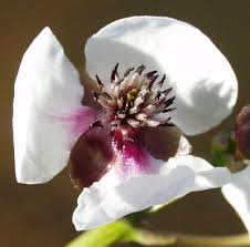 Attēlu rezultāti vaicājumam “Sagittaria sagittifolia flower”