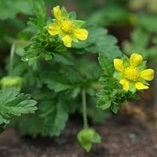 Attēlu rezultāti vaicājumam “Potentilla supina flower”