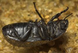 Attēlu rezultāti vaicājumam “Opatrum sabulosum”