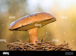 Attēlu rezultāti vaicājumam “Suillus bovinus”