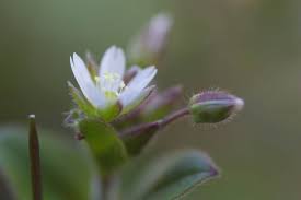Attēlu rezultāti vaicājumam “Cerastium holosteoides leaf”