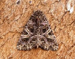 Attēlu rezultāti vaicājumam “Hadena rivularis”