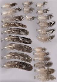 Attēlu rezultāti vaicājumam “Numida meleagris”