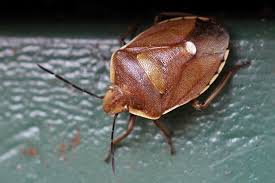 Attēlu rezultāti vaicājumam “Chlorochroa pinicola”