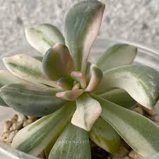 Image result for Mehikasvi