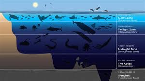 Image result for The Eau Zone